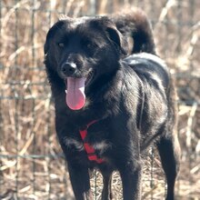 RAY, Hund, Mischlingshund in Rumänien