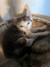 SPARTACUS, Katze, Hauskatze in Rumänien - Bild 1