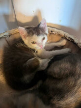 SPARTACUS, Katze, Hauskatze in Rumänien - Bild 2