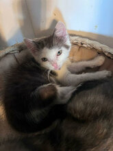 SPARTACUS, Katze, Hauskatze in Rumänien - Bild 3