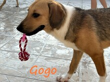 GOGO, Hund, Mischlingshund in Griechenland - Bild 1