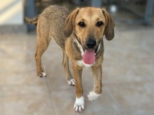 GOGO, Hund, Mischlingshund in Griechenland - Bild 2