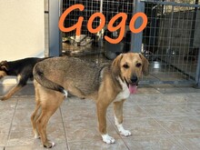 GOGO, Hund, Mischlingshund in Griechenland - Bild 3