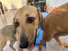 GOGO, Hund, Mischlingshund in Griechenland - Bild 4