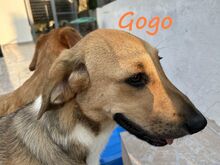 GOGO, Hund, Mischlingshund in Griechenland - Bild 5