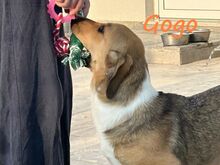GOGO, Hund, Mischlingshund in Griechenland - Bild 6