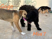 GOGO, Hund, Mischlingshund in Griechenland - Bild 7