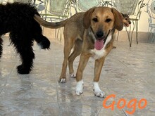 GOGO, Hund, Mischlingshund in Griechenland - Bild 8
