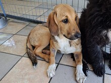 GOGO, Hund, Mischlingshund in Griechenland - Bild 9