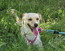 LIDI, Hund, Mischlingshund in Bulgarien - Bild 1
