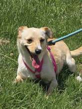 LIDI, Hund, Mischlingshund in Bulgarien - Bild 3