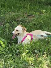 LIDI, Hund, Mischlingshund in Bulgarien - Bild 4