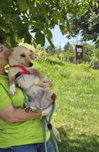 LIDI, Hund, Mischlingshund in Bulgarien - Bild 5