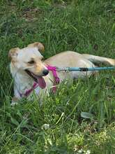 LIDI, Hund, Mischlingshund in Bulgarien - Bild 6