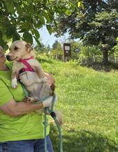 LIDI, Hund, Mischlingshund in Bulgarien - Bild 8