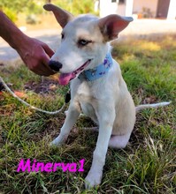 MINERVA1, Hund, Mischlingshund in Spanien - Bild 1