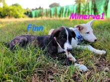 MINERVA1, Hund, Mischlingshund in Spanien - Bild 10