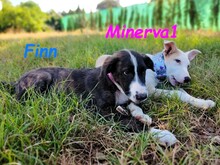 MINERVA1, Hund, Mischlingshund in Spanien - Bild 11
