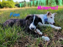 MINERVA1, Hund, Mischlingshund in Spanien - Bild 12