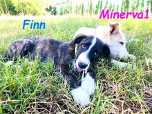 MINERVA1, Hund, Mischlingshund in Spanien - Bild 13