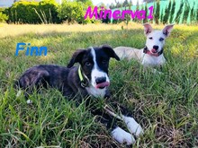 MINERVA1, Hund, Mischlingshund in Spanien - Bild 14