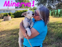 MINERVA1, Hund, Mischlingshund in Spanien - Bild 2