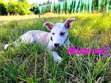 MINERVA1, Hund, Mischlingshund in Spanien - Bild 3