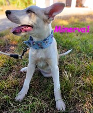 MINERVA1, Hund, Mischlingshund in Spanien - Bild 4