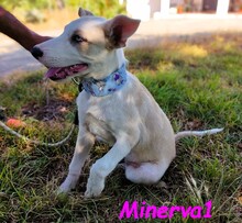 MINERVA1, Hund, Mischlingshund in Spanien - Bild 5