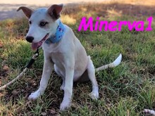 MINERVA1, Hund, Mischlingshund in Spanien - Bild 6