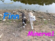 MINERVA1, Hund, Mischlingshund in Spanien - Bild 7