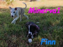 MINERVA1, Hund, Mischlingshund in Spanien - Bild 8