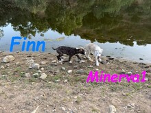 MINERVA1, Hund, Mischlingshund in Spanien - Bild 9