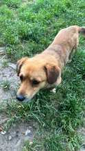 BOLEK, Hund, Mischlingshund in Rumänien - Bild 1