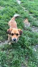 BOLEK, Hund, Mischlingshund in Rumänien - Bild 2