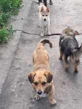 BOLEK, Hund, Mischlingshund in Rumänien - Bild 3