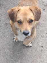 BOLEK, Hund, Mischlingshund in Rumänien - Bild 6