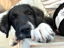 BARNEY2, Hund, Griechischer Hirtenhund in Griechenland - Bild 1