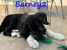 BARNEY2, Hund, Griechischer Hirtenhund in Griechenland - Bild 10