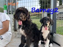 BARNEY2, Hund, Griechischer Hirtenhund in Griechenland - Bild 11