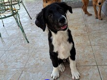 BARNEY2, Hund, Griechischer Hirtenhund in Griechenland - Bild 12