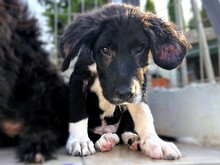 BARNEY2, Hund, Griechischer Hirtenhund in Griechenland - Bild 2