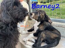 BARNEY2, Hund, Griechischer Hirtenhund in Griechenland - Bild 3