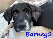 BARNEY2, Hund, Griechischer Hirtenhund in Griechenland - Bild 4