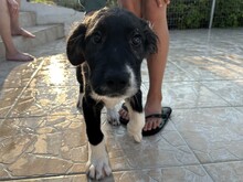 BARNEY2, Hund, Griechischer Hirtenhund in Griechenland - Bild 5