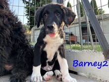 BARNEY2, Hund, Griechischer Hirtenhund in Griechenland - Bild 6