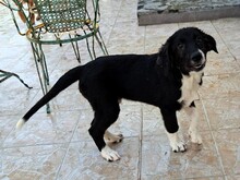 BARNEY2, Hund, Griechischer Hirtenhund in Griechenland - Bild 7