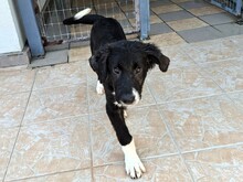 BARNEY2, Hund, Griechischer Hirtenhund in Griechenland - Bild 8