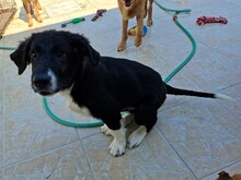 BARNEY2, Hund, Griechischer Hirtenhund in Griechenland - Bild 9