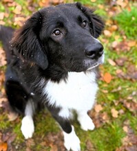 BARNEY2, Hund, Griechischer Hirtenhund in Altomünster